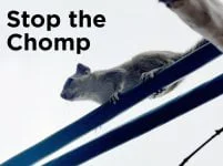 Stop de Chomp – 1000Bulbs.com Blog